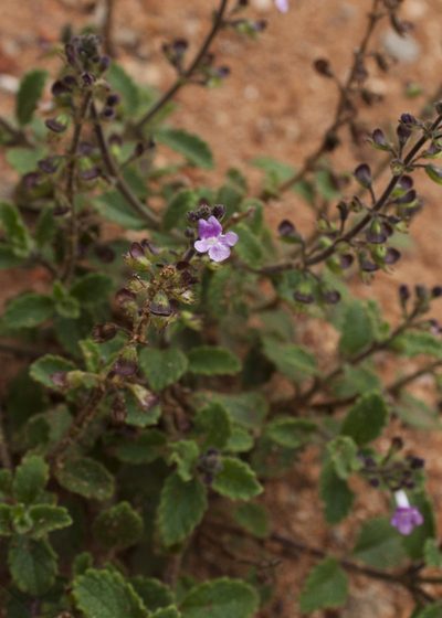 Endostemon viscosus, photographed by Siddarth Machado