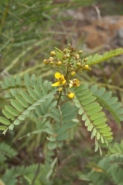 Senna montana, photographed by Siddarth Machado