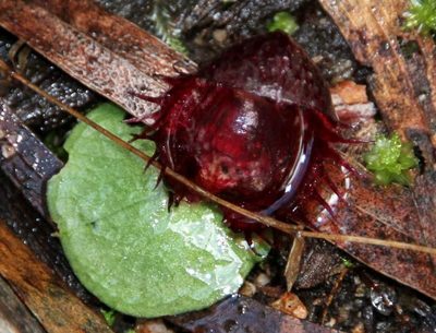 Corybas fimbriatus, photographed by Russell Best