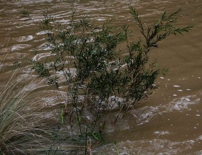 Melaleuca paludicola, photographed by Russell Best