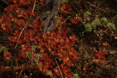 Drosera tubaestylis, photographed by Em Lamond