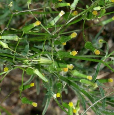 Senecio runcinifolius, photographed by Russell Best