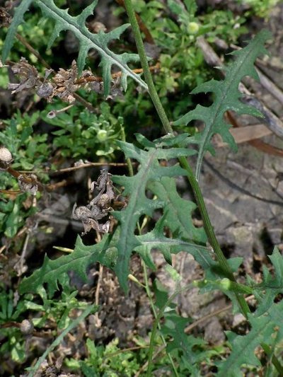 Senecio runcinifolius, photographed by Russell Best