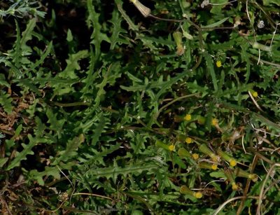 Senecio runcinifolius, photographed by Russell Best