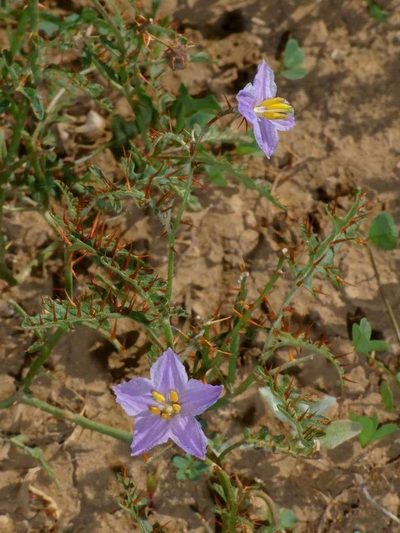 Solanum lacunarium, photographed by Russell Best