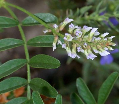 Glycyrrhiza acanthocarpa, photographed by Russell Best