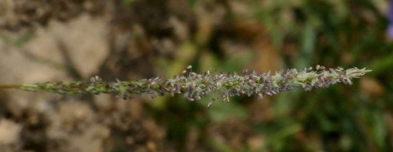 Sporobolus mitchellii, photographed by Russell Best