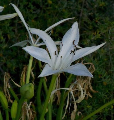 Crinum flaccidum, photographed by Russell Best