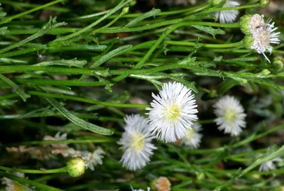 Minuria denticulata, photographed by Russell Best
