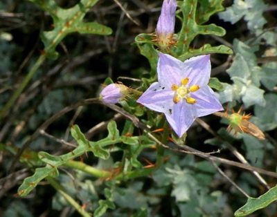 Solanum lacunarium, photographed by Russell Best