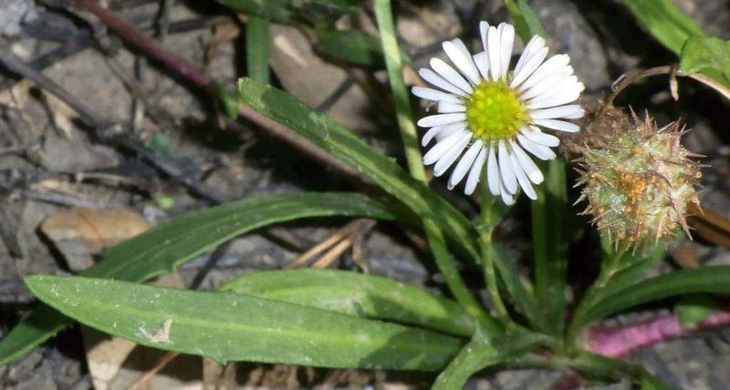 Calotis scapigera, photographed by Russell Best
