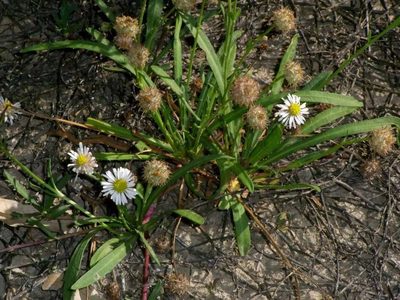 Calotis scapigera, photographed by Russell Best