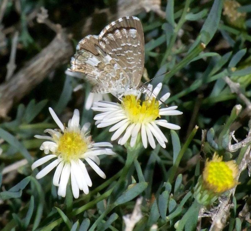 Minuria cunninghamii, photographed by Russell Best