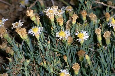 Minuria cunninghamii, photographed by Russell Best