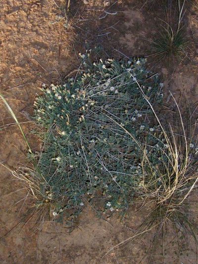 Minuria cunninghamii, photographed by Russell Best
