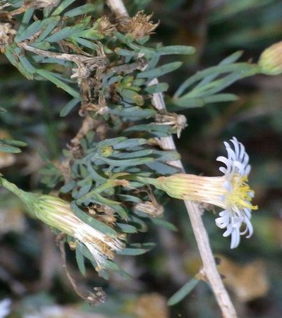 Minuria cunninghamii, photographed by Russell Best