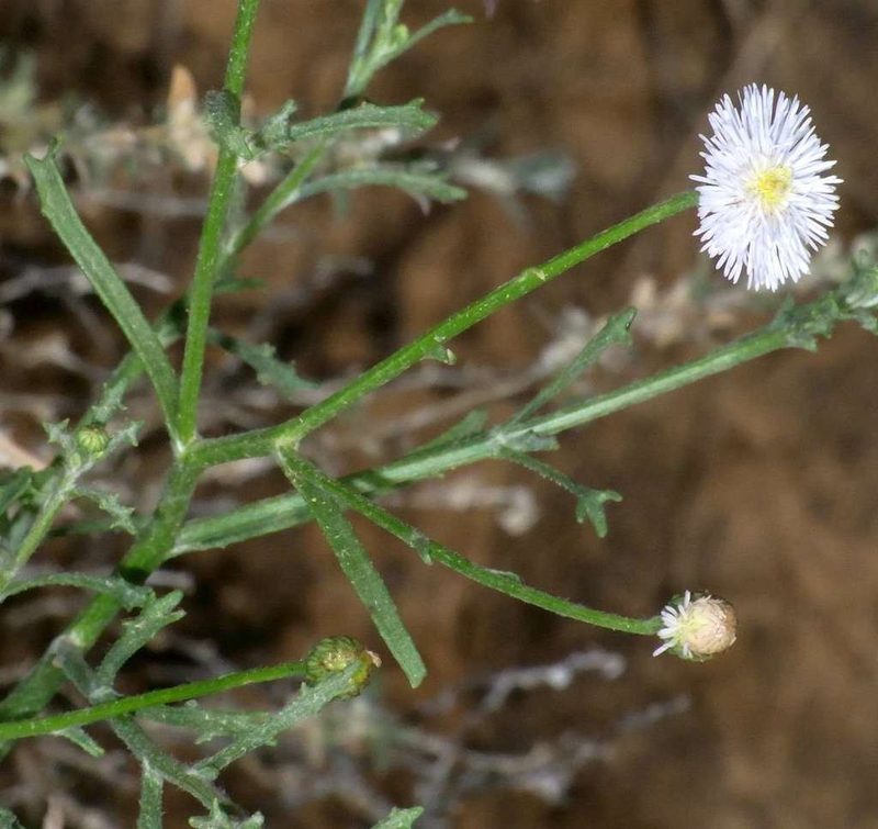 Minuria denticulata, photographed by Russell Best