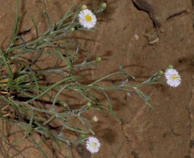 Minuria denticulata, photographed by Russell Best