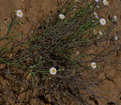 Minuria denticulata, photographed by Russell Best