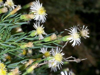 Minuria cunninghamii, photographed by Russell Best
