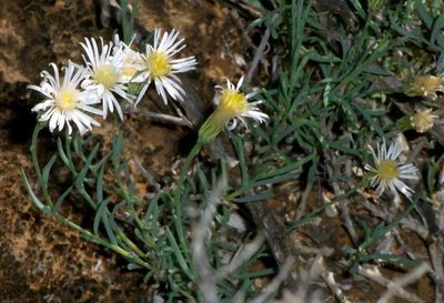 Minuria cunninghamii, photographed by Russell Best