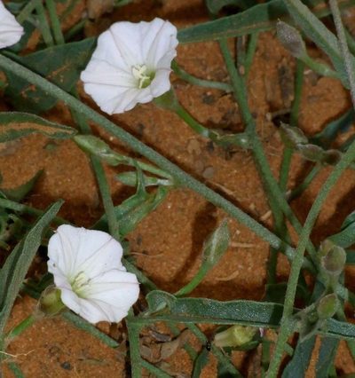 Convolvulus remotus, photographed by Russell Best