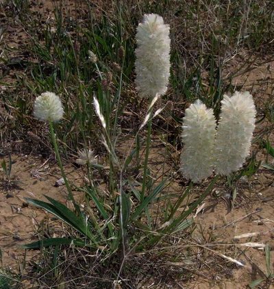 Ptilotus macrocephalus, photographed by Russell Best