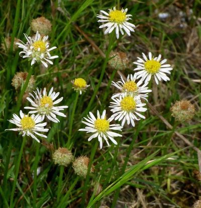 Calotis scapigera, photographed by Russell Best