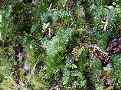 Hymenophyllum pectinatum, photographed by Mike Slater