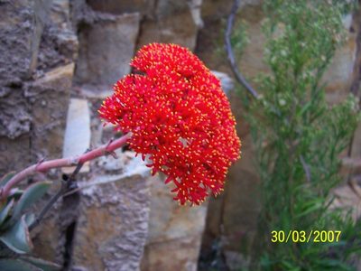 Crassula perfoliata, photographed by Dave Brown
