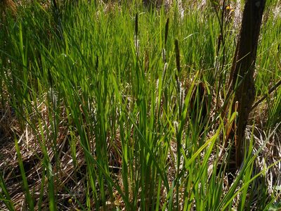 Carex acutiformis, photographed by Eugene Popov
