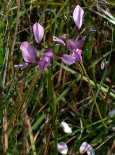 Diuris punctata, photographed by Russell Best
