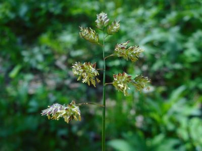 Poa supina, photographed by Eugene Popov