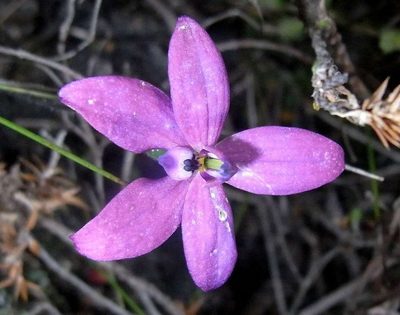 Caladenia minorata, photographed by Russell Best