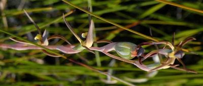 Lyperanthus suaveolens, photographed by Russell Best