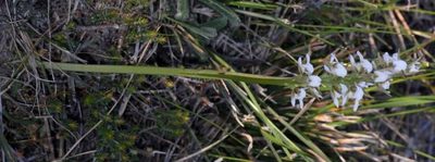 Prasophyllum odoratum, photographed by Russell Best