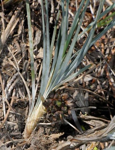 Lomandra glauca, photographed by Russell Best