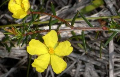 Hibbertia acicularis, photographed by Russell Best