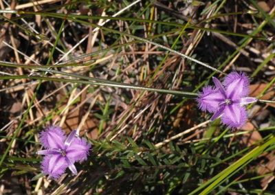 Thysanotus juncifolius, photographed by Russell Best