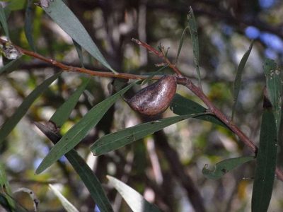 Hakea eriantha, photographed by Russell Best