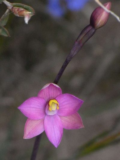 Thelymitra carnea, photographed by Russell Best