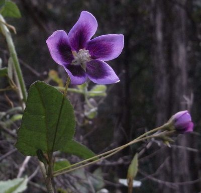 Howittia trilocularis, photographed by Russell Best