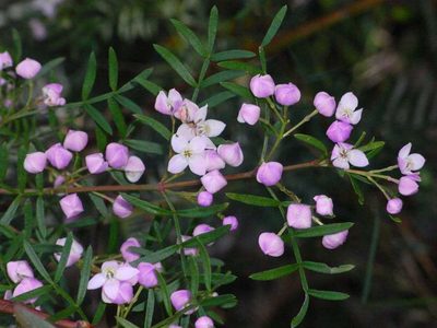 Boronia muelleri, photographed by Russell Best