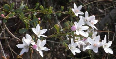 Philotheca verrucosa, photographed by Russell Best