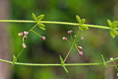 Trichogalium leptogonium, photographed by Russell Best
