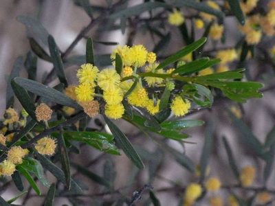 Acacia ausfeldii, photographed by Russell Best