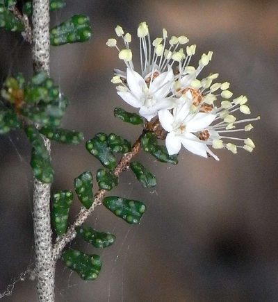 Phebalium festivum, photographed by Russell Best