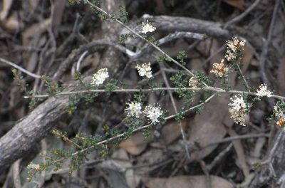 Phebalium festivum, photographed by Russell Best