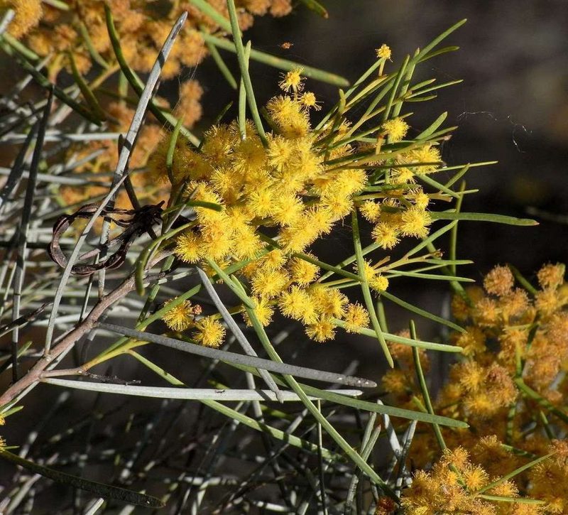 Acacia williamsonii, photographed by Russell Best