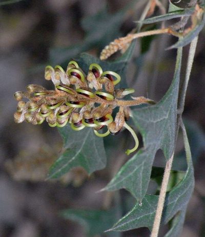 Grevillea dryophylla, photographed by Russell Best